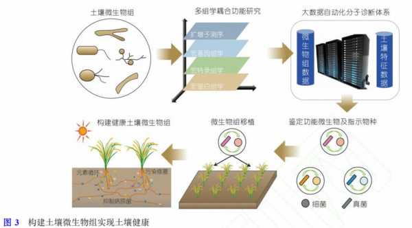 土壤修复微生物（土壤修复微生物的方法）-图2