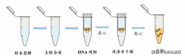 土壤dna纯化（土壤dna提取步骤）