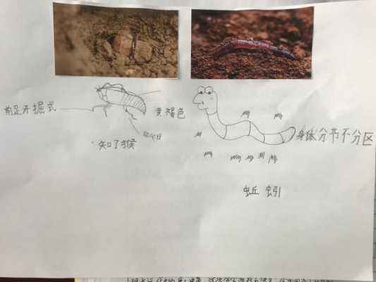 土壤里的小动物（土壤里的小动物有哪些简笔画）-图1