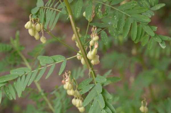 种黄芪对土壤（黄芪对土壤的要求）-图2