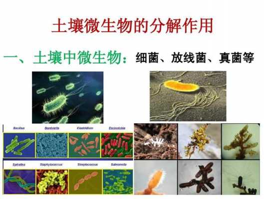 土壤中有哪些微生物（土壤中哪些微生物可以产生抗生素）