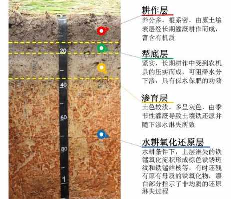 裸露的土壤（裸露土壤水分蒸发速度快吗）-图3