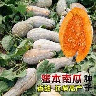 南瓜土壤消毒（南瓜种子消毒用什么好）-图2