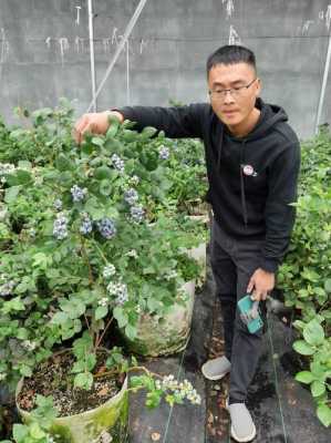 种植蓝莓土壤配方（种蓝莓土壤需要什么土最好）