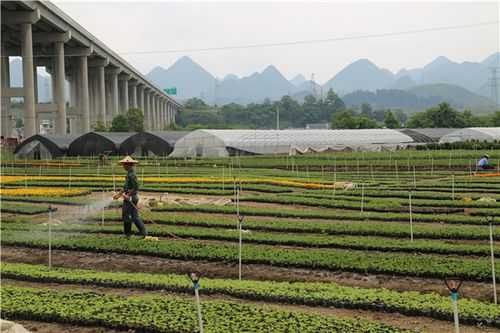 惠水土壤（惠水绿化种植基地）