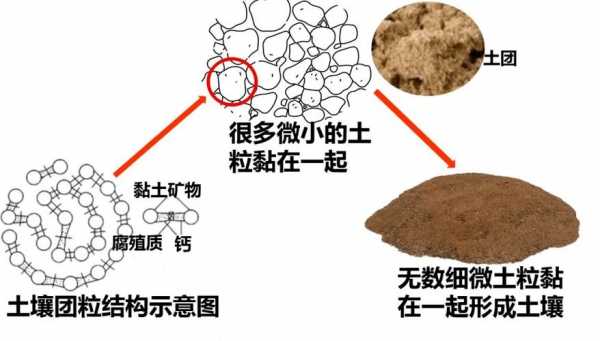 土壤中的胶粒（土壤胶粒带电吗）