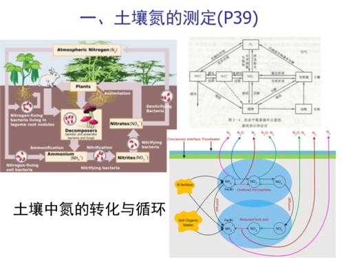 土壤有机的矿化率（土壤中有机氮的矿化作用一般分为）-图1