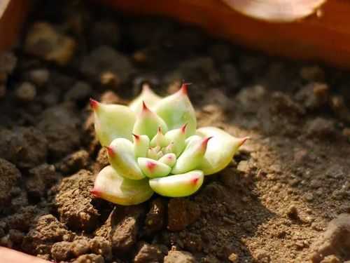 多肉植物土壤（多肉植物土壤湿度要求）-图1