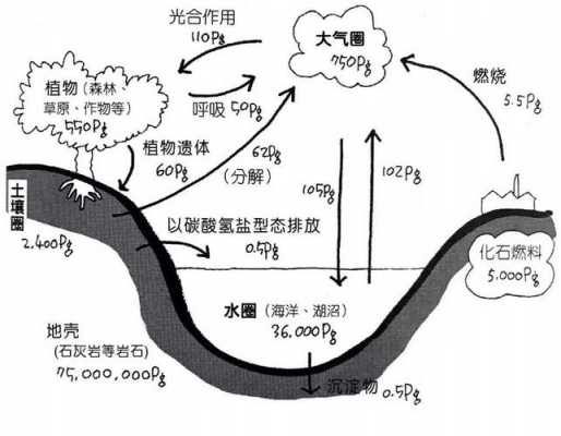 土壤碳呼吸（土壤中的碳的来源）