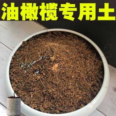 土壤放油（土壤有油可以生长植物吗）-图3