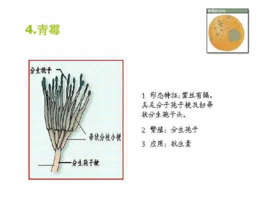 土壤青霉（土壤青霉菌）-图3