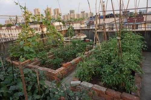 屋顶种菜土壤最好多厚（屋顶种菜土层多厚最好）