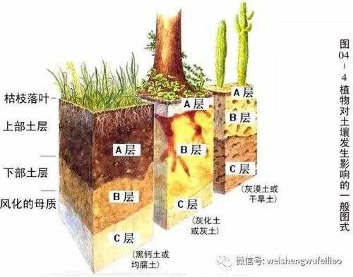 Bt层土壤（土壤ab层）