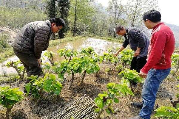 疍树土壤要求（桑树怎么种植）