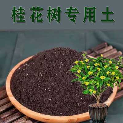 桂花盆栽土壤（桂花花土要求）-图2