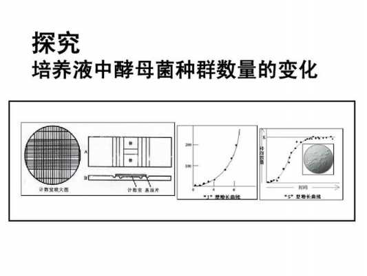 从土壤中分离酵母菌（从土壤中分离酵母菌的实验）-图3