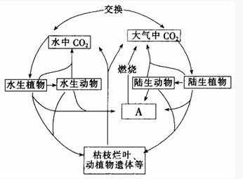 碳在土壤中的循环（土壤碳循环与温室气体排放）