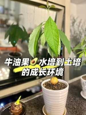 牛油果种植土壤（牛油果种植土壤要求标准）-图1