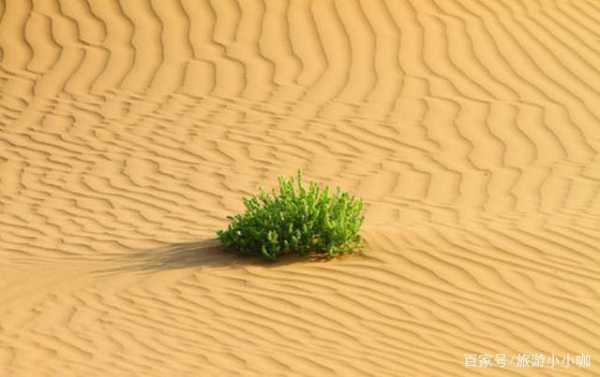 沙漠土壤肥力（沙漠土壤肥力高还是低）-图2