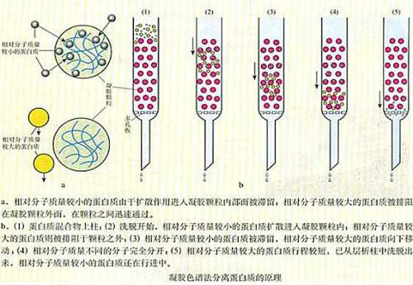 土壤凝胶色谱（凝胶色谱填料）-图3