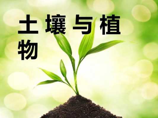 土壤能为植物生长提供（土壤能为植物生长提供能量吗）