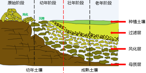 土壤形成（土壤形成过程示意图）