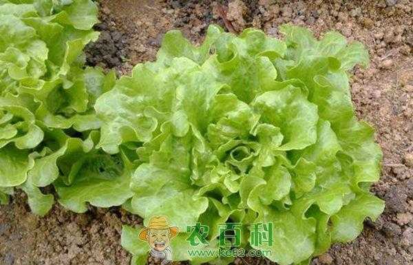 种植生菜土壤（种植生菜土壤要求标准）-图1