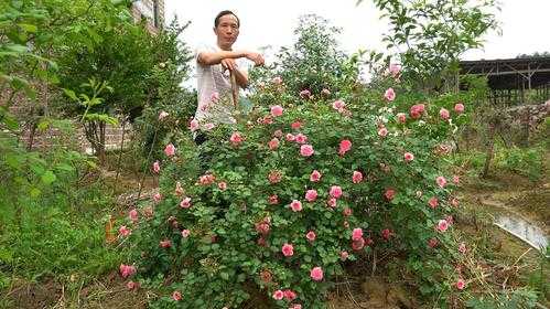 藤本月季土壤（藤本月季土壤板结移栽时注意事项）-图1