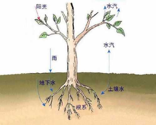 土壤的吸水（土壤的吸水性）-图1