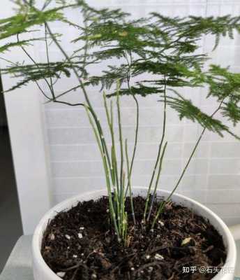 种植文竹的土壤（文竹种植需要土多深）-图3