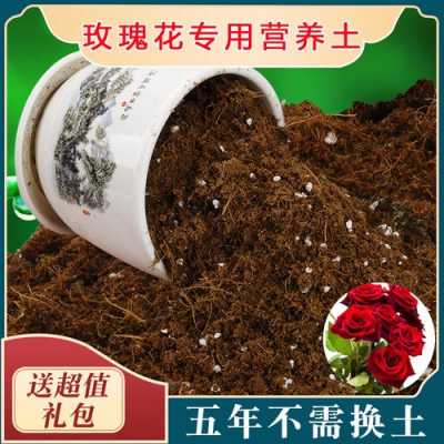 玫瑰花和土壤（玫瑰花土壤怎么配）-图3