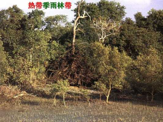 季雨林的土壤（季雨林土壤主要为）