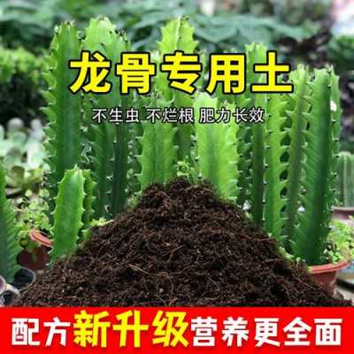 养龙骨土壤（种植龙骨土壤的要求）-图1