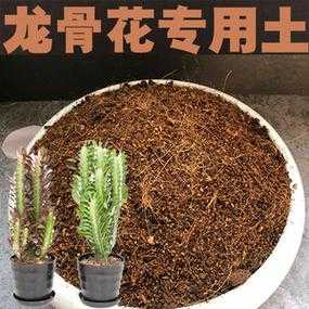 养龙骨土壤（种植龙骨土壤的要求）-图2