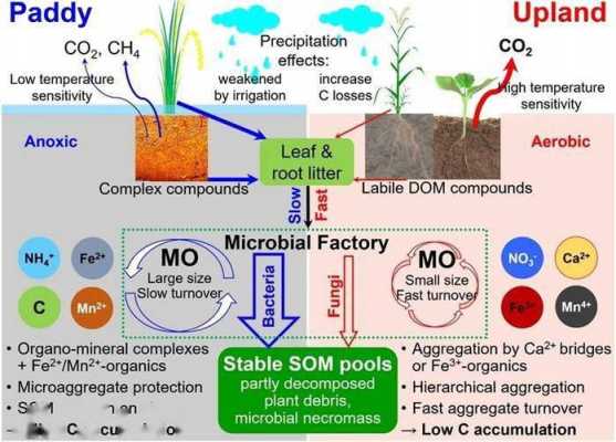 土壤有机碳固定（土壤有机碳受什么影响）-图1