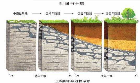 土壤成土过程（土壤成土过程名词解释）-图3