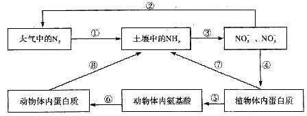 土壤氮循环过程（土壤氮循环过程图）-图2