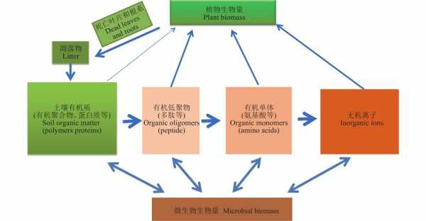 土壤氮循环过程（土壤氮循环过程图）-图3