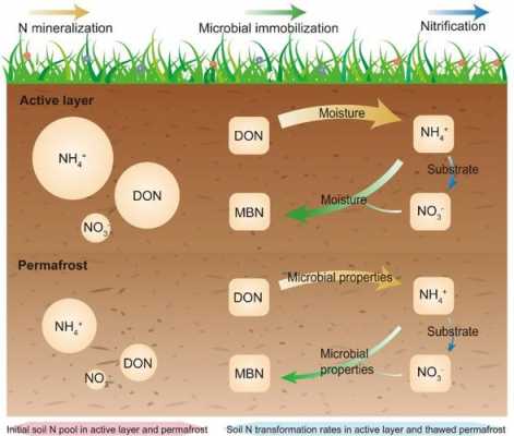 土壤中氮的转化过程（土壤中氮的转化过程和相应的环境条件）-图1