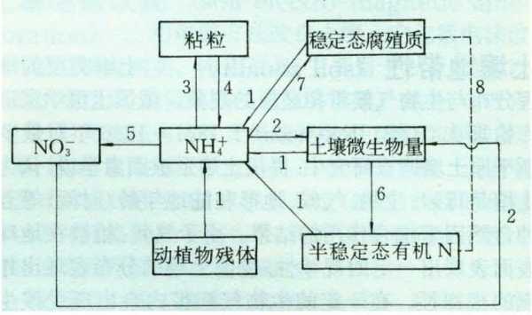 土壤中氮的转化过程（土壤中氮的转化过程和相应的环境条件）-图3