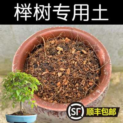 榉树土壤（榉树土壤要求）-图1