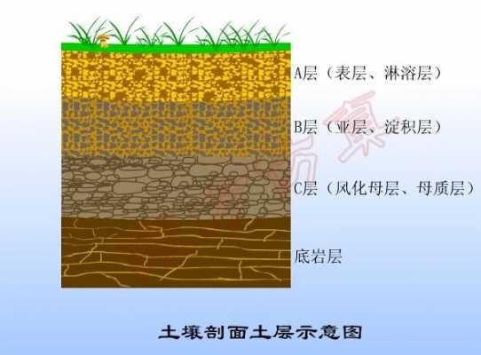 土壤层浅（土壤层面）-图1