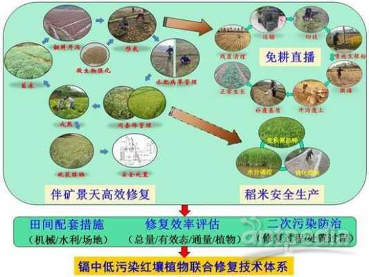 汞污染土壤的修复技术（土壤汞的消解方法）