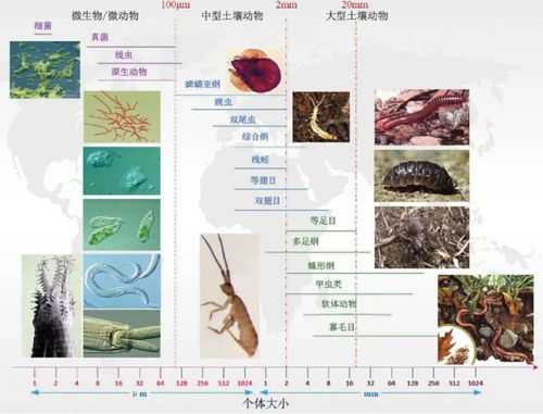 土壤动物分类（土壤动物分类有哪些）