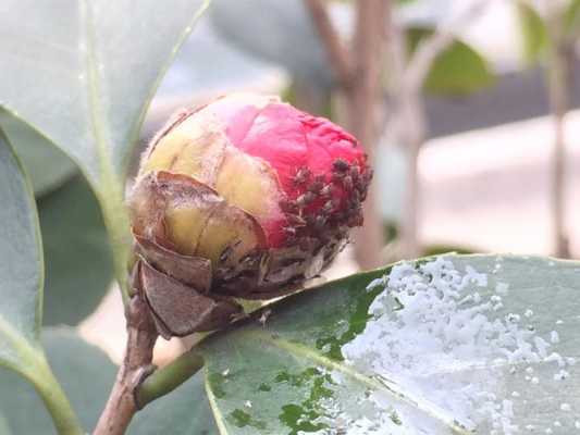 茶花土壤（茶花土壤很多虫子）