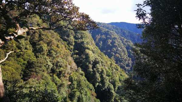 哀牢山土壤（哀牢山土壤表层凋落物层的生态作用）-图2