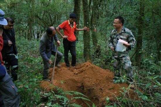 哀牢山土壤（哀牢山土壤表层凋落物层的生态作用）-图3