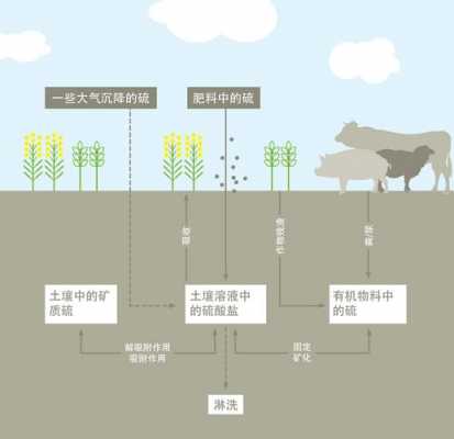 土壤分解过程（土壤分解过程硫酸的作用是什么）