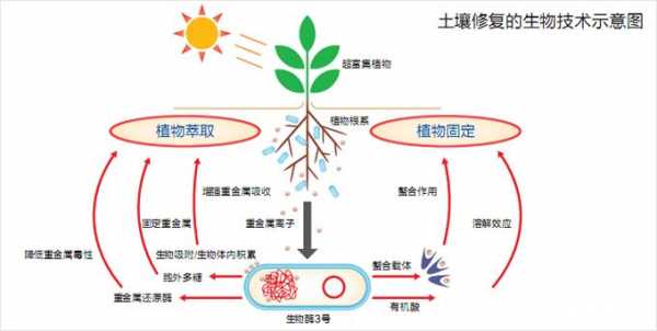 土壤的生态治理（土壤生态修复的主要方法和技术有哪些?）-图1