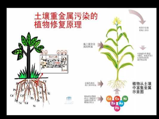 土壤的生态治理（土壤生态修复的主要方法和技术有哪些?）-图2